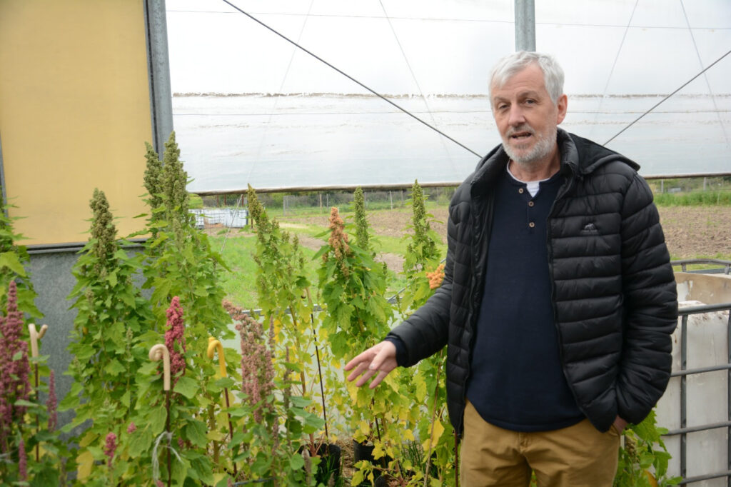 Quinoa, mucho más que un superalimento